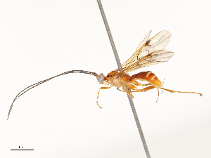  ( - CBG-A67030-B06)  @11 [ ] CreativeCommons - Attribution Share - Alike (2025) CBG Photography Group Centre for Biodiversity Genomics