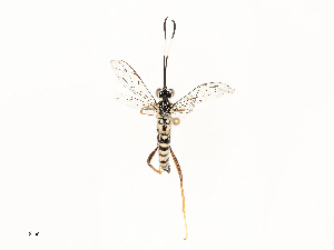  ( - CBG-A67076-F08)  @11 [ ] CreativeCommons - Attribution Share - Alike (2025) CBG Photography Group Centre for Biodiversity Genomics