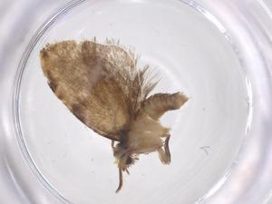  (tortMalaise01 Malaise7328 - CBG-A67328-H08)  @11 [ ] CreativeCommons - Attribution Share - Alike (2025) Centre for Biodiversity Genomics Centre for Biodiversity Genomics