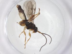  ( - CBG-A67329-A08)  @11 [ ] CreativeCommons - Attribution Share - Alike (2025) Centre for Biodiversity Genomics Centre for Biodiversity Genomics