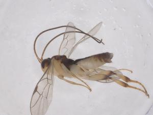  ( - CBG-A67341-B02)  @11 [ ] CreativeCommons - Attribution Share - Alike (2025) Centre for Biodiversity Genomics Centre for Biodiversity Genomics