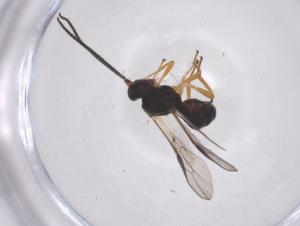  ( - CBG-A67344-D09)  @11 [ ] CreativeCommons - Attribution Share - Alike (2025) Centre for Biodiversity Genomics Centre for Biodiversity Genomics