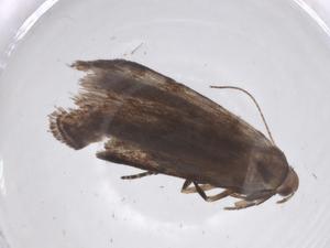  (gelMalaise01 MalaiseMetz3290 - CBG-A67344-E12)  @11 [ ] CreativeCommons - Attribution Share - Alike (2025) Centre for Biodiversity Genomics Centre for Biodiversity Genomics