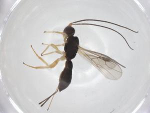  ( - CBG-A67357-E11)  @11 [ ] CreativeCommons - Attribution Share - Alike (2025) Centre for Biodiversity Genomics Centre for Biodiversity Genomics