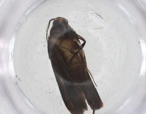  (gelMalaise01 Malaise2431 - CBG-A67543-B09)  @11 [ ] CreativeCommons - Attribution Share - Alike (2025) Centre for Biodiversity Genomics Centre for Biodiversity Genomics