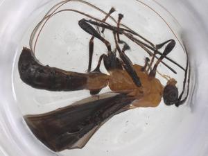  (Monitoriella - CBG-A67547-A07)  @11 [ ] CreativeCommons - Attribution Share - Alike (2025) Centre for Biodiversity Genomics Centre for Biodiversity Genomics