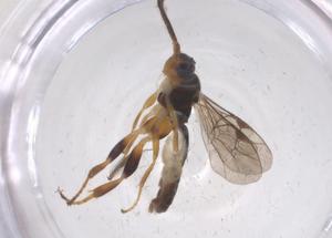  ( - CBG-A67548-B12)  @11 [ ] CreativeCommons - Attribution Share - Alike (2025) Centre for Biodiversity Genomics Centre for Biodiversity Genomics