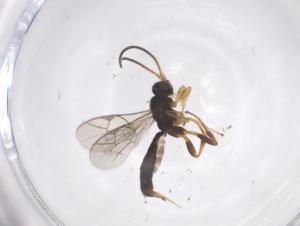  ( - CBG-A67571-D12)  @11 [ ] CreativeCommons - Attribution Share - Alike (2025) Centre for Biodiversity Genomics Centre for Biodiversity Genomics