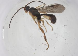  ( - CBG-A67574-A07)  @11 [ ] CreativeCommons - Attribution Share - Alike (2025) Centre for Biodiversity Genomics Centre for Biodiversity Genomics