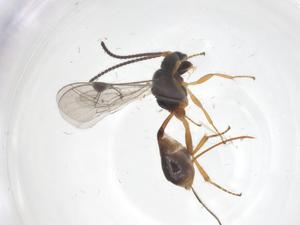  ( - CBG-A67576-H04)  @11 [ ] CreativeCommons - Attribution Share - Alike (2025) Centre for Biodiversity Genomics Centre for Biodiversity Genomics