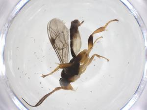  ( - CBG-A67578-G10)  @11 [ ] CreativeCommons - Attribution Share - Alike (2025) Centre for Biodiversity Genomics Centre for Biodiversity Genomics