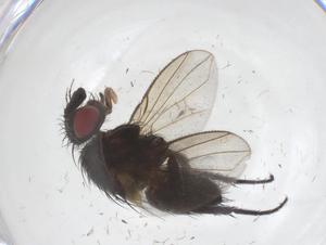  ( - CBG-A67583-G12)  @11 [ ] CreativeCommons - Attribution Share - Alike (2025) Centre for Biodiversity Genomics Centre for Biodiversity Genomics