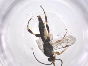  ( - CBG-A67599-C01)  @11 [ ] CreativeCommons - Attribution Share - Alike (2025) Centre for Biodiversity Genomics Centre for Biodiversity Genomics