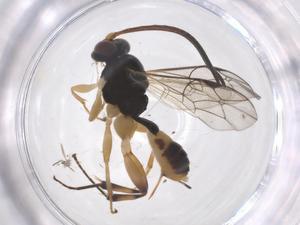  (cryptJanzen01 Malaise6431 - CBG-A67617-H09)  @11 [ ] CreativeCommons - Attribution Share - Alike (2025) Centre for Biodiversity Genomics Centre for Biodiversity Genomics