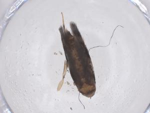  ( - CBG-A67618-F11)  @11 [ ] CreativeCommons - Attribution Share - Alike (2025) Centre for Biodiversity Genomics Centre for Biodiversity Genomics