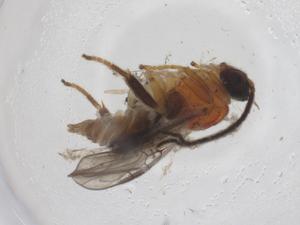  ( - CBG-A67620-B05)  @11 [ ] CreativeCommons - Attribution Share - Alike (2025) Centre for Biodiversity Genomics Centre for Biodiversity Genomics