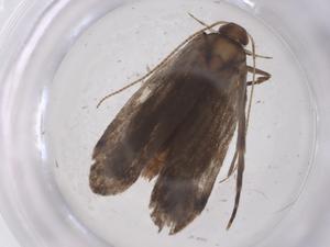  ( - CBG-A67716-A07)  @11 [ ] CreativeCommons - Attribution Share - Alike (2025) Centre for Biodiversity Genomics Centre for Biodiversity Genomics