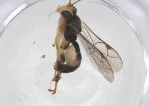  ( - CBG-A67717-G07)  @11 [ ] CreativeCommons - Attribution Share - Alike (2025) Centre for Biodiversity Genomics Centre for Biodiversity Genomics