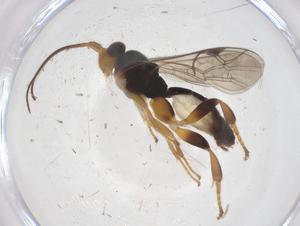  ( - CBG-A67718-F06)  @11 [ ] CreativeCommons - Attribution Share - Alike (2025) Centre for Biodiversity Genomics Centre for Biodiversity Genomics