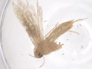  (gelMalaise01 malaise8639 - CBG-A67719-H04)  @11 [ ] CreativeCommons - Attribution Share - Alike (2025) Centre for Biodiversity Genomics Centre for Biodiversity Genomics