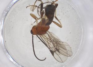  ( - CBG-A67720-A06)  @11 [ ] CreativeCommons - Attribution Share - Alike (2025) Centre for Biodiversity Genomics Centre for Biodiversity Genomics