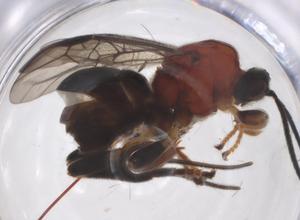  ( - CBG-A67722-H08)  @11 [ ] CreativeCommons - Attribution Share - Alike (2025) Centre for Biodiversity Genomics Centre for Biodiversity Genomics