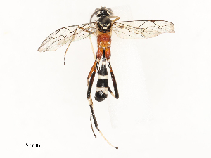  ( - CBG-A67879-G03)  @11 [ ] CreativeCommons - Attribution Share - Alike (2025) CBG Photography Group Centre for Biodiversity Genomics