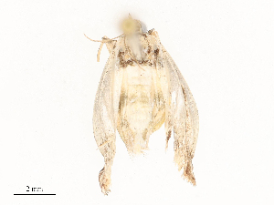  ( - CBG-A67880-C11)  @11 [ ] CreativeCommons - Attribution Share - Alike (2025) CBG Photography Group Centre for Biodiversity Genomics