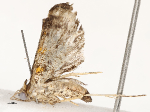  ( - CBG-A67881-A12)  @11 [ ] CreativeCommons - Attribution Share - Alike (2025) CBG Photography Group Centre for Biodiversity Genomics