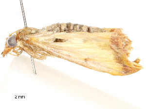  ( - CBG-A67881-C09)  @11 [ ] CreativeCommons - Attribution Share - Alike (2025) CBG Photography Group Centre for Biodiversity Genomics