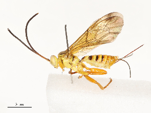  ( - CBG-A67901-C12)  @11 [ ] CreativeCommons - Attribution Share - Alike (2025) CBG Photography Group Centre for Biodiversity Genomics