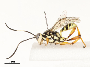  ( - CBG-A67901-D11)  @11 [ ] CreativeCommons - Attribution Share - Alike (2025) CBG Photography Group Centre for Biodiversity Genomics