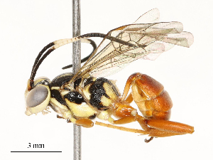  ( - CBG-A67901-E05)  @11 [ ] CreativeCommons - Attribution Share - Alike (2025) CBG Photography Group Centre for Biodiversity Genomics