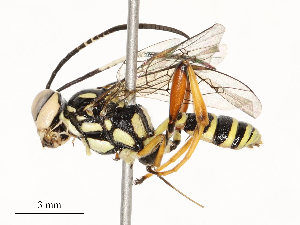  ( - CBG-A67901-F02)  @11 [ ] CreativeCommons - Attribution Share - Alike (2025) CBG Photography Group Centre for Biodiversity Genomics