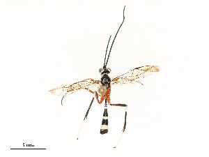  ( - CBG-A67901-H09)  @11 [ ] CreativeCommons - Attribution Share - Alike (2025) CBG Photography Group Centre for Biodiversity Genomics