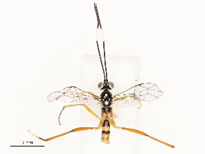  (crypMalaise01 Malaise8665 - CBG-A67902-F03)  @11 [ ] CreativeCommons - Attribution Share - Alike (2025) CBG Photography Group Centre for Biodiversity Genomics