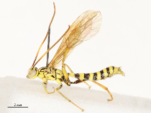  ( - CBG-A67902-H06)  @11 [ ] CreativeCommons - Attribution Share - Alike (2025) CBG Photography Group Centre for Biodiversity Genomics
