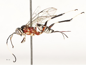  (cryptJanzen01 Malaise1746 - CBG-A67904-C12)  @11 [ ] CreativeCommons - Attribution Share - Alike (2025) CBG Photography Group Centre for Biodiversity Genomics