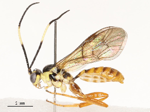  ( - CBG-A67906-B03)  @11 [ ] CreativeCommons - Attribution Share - Alike (2025) CBG Photography Group Centre for Biodiversity Genomics