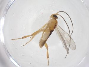  ( - CBG-A67970-G06)  @11 [ ] CreativeCommons - Attribution Share - Alike (2025) Centre for Biodiversity Genomics Centre for Biodiversity Genomics