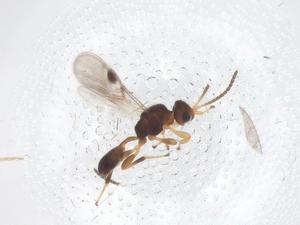  ( - CBG-A67991-C06)  @11 [ ] CreativeCommons - Attribution Share - Alike (2025) Centre for Biodiversity Genomics Centre for Biodiversity Genomics