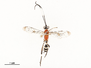  ( - CBG-A67024-D11)  @11 [ ] CreativeCommons - Attribution Share - Alike (2025) CBG Photography Group Centre for Biodiversity Genomics