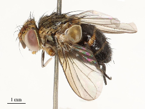  (Actia Janzen32 - CBG-A67024-F04)  @11 [ ] CreativeCommons - Attribution Share - Alike (2025) CBG Photography Group Centre for Biodiversity Genomics