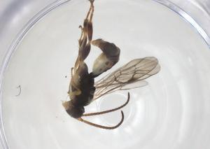  ( - CBG-A67533-H02)  @11 [ ] CreativeCommons - Attribution Share - Alike (2025) Centre for Biodiversity Genomics Centre for Biodiversity Genomics