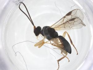  ( - CBG-A67534-H06)  @11 [ ] CreativeCommons - Attribution Share - Alike (2025) Centre for Biodiversity Genomics Centre for Biodiversity Genomics