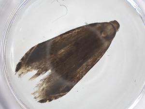  ( - CBG-A67536-H05)  @11 [ ] CreativeCommons - Attribution Share - Alike (2025) Centre for Biodiversity Genomics Centre for Biodiversity Genomics