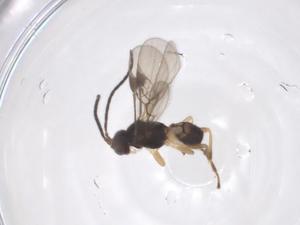  ( - CBG-A67538-H04)  @11 [ ] CreativeCommons - Attribution Share - Alike (2025) Centre for Biodiversity Genomics Centre for Biodiversity Genomics