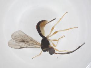  ( - CBG-A67539-C04)  @11 [ ] CreativeCommons - Attribution Share - Alike (2025) Centre for Biodiversity Genomics Centre for Biodiversity Genomics