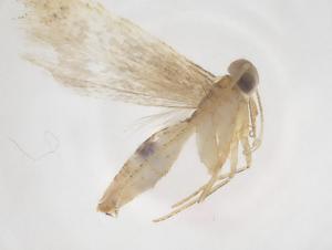  ( - CBG-A67539-G12)  @11 [ ] CreativeCommons - Attribution Share - Alike (2025) Centre for Biodiversity Genomics Centre for Biodiversity Genomics