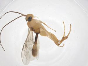  ( - CBG-A67634-C01)  @11 [ ] CreativeCommons - Attribution Share - Alike (2025) Centre for Biodiversity Genomics Centre for Biodiversity Genomics